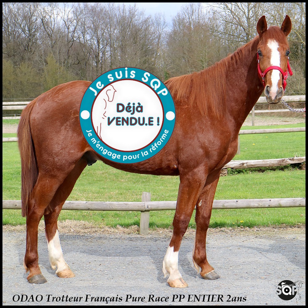 Lire la suite à propos de l’article « VENDU »ODAO Trotteur Français 2ans
