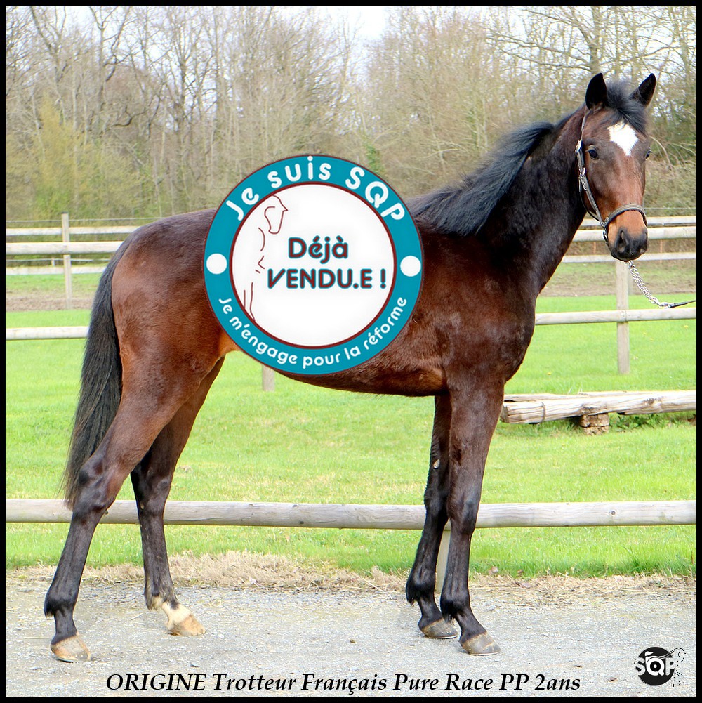 Lire la suite à propos de l’article « VENDUE »ORIGIN Trotteur Français 2ans