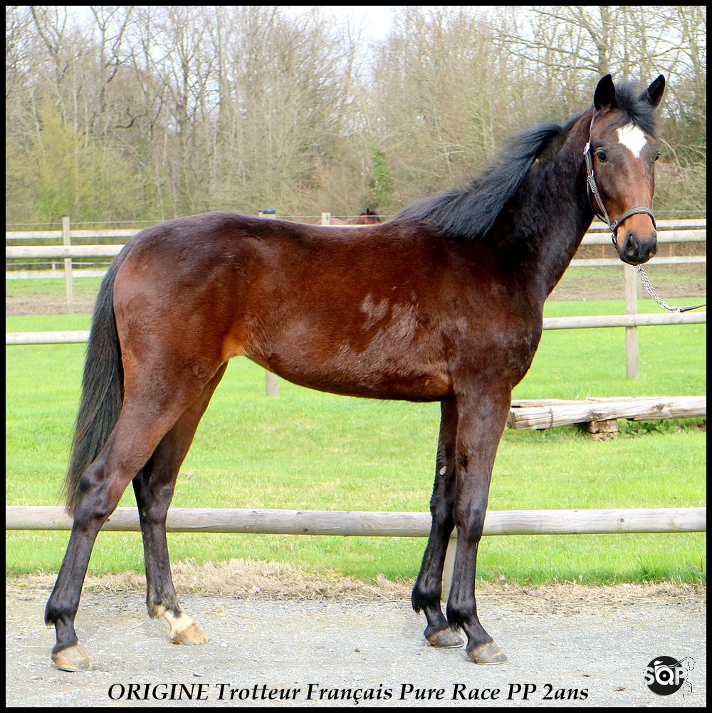 Lire la suite à propos de l’article ORIGINE Trotteur Français de 2ans