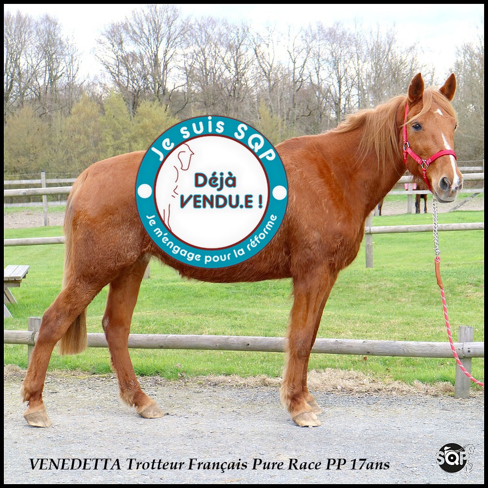 Lire la suite à propos de l’article « VENDUE »VENEDETTA Trotteur Français 17ans