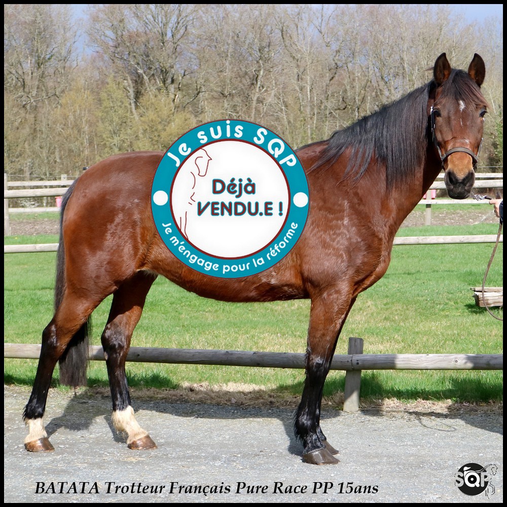 Lire la suite à propos de l’article « VENDUE »BATATA Trotteur Français 15ans