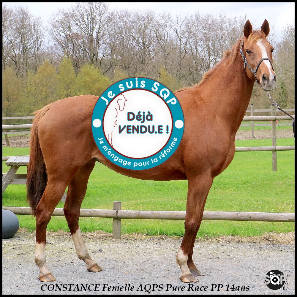 Lire la suite à propos de l’article « VENDUE »CONSTANCE AQPS 14ans