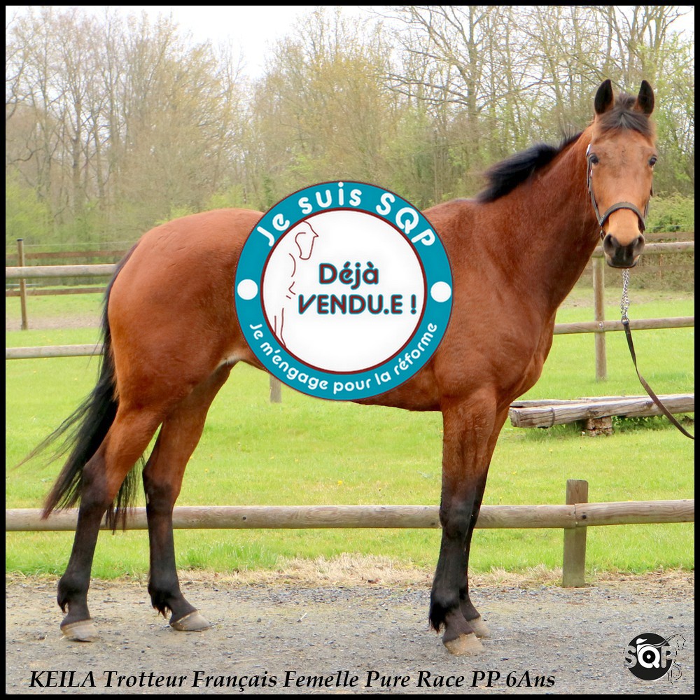 Lire la suite à propos de l’article « VENDUE »KEILA Trotteur Français 6ans