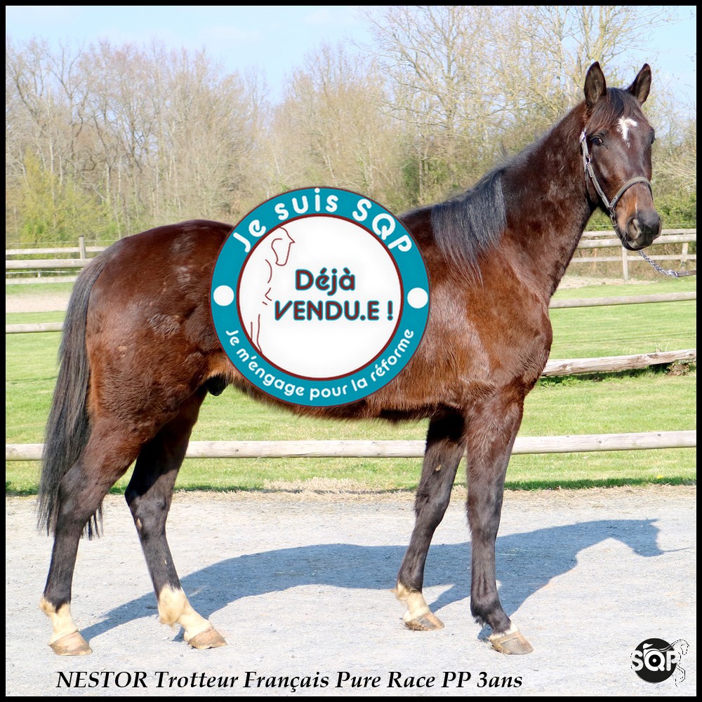 Lire la suite à propos de l’article « VENDU »NESTOR Trotteur Français 3ans