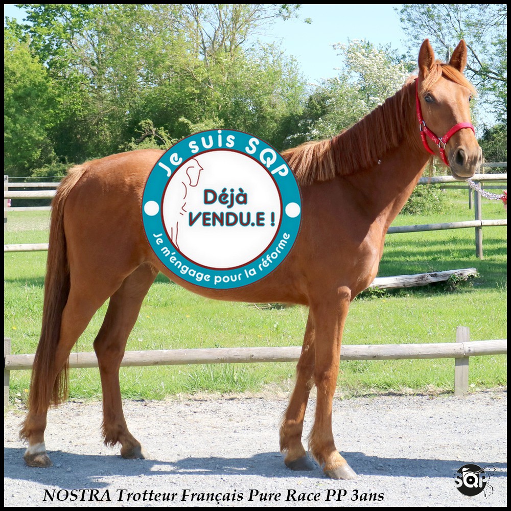 Lire la suite à propos de l’article « VENDUE »NOSTRA Trotteur Français 3ans