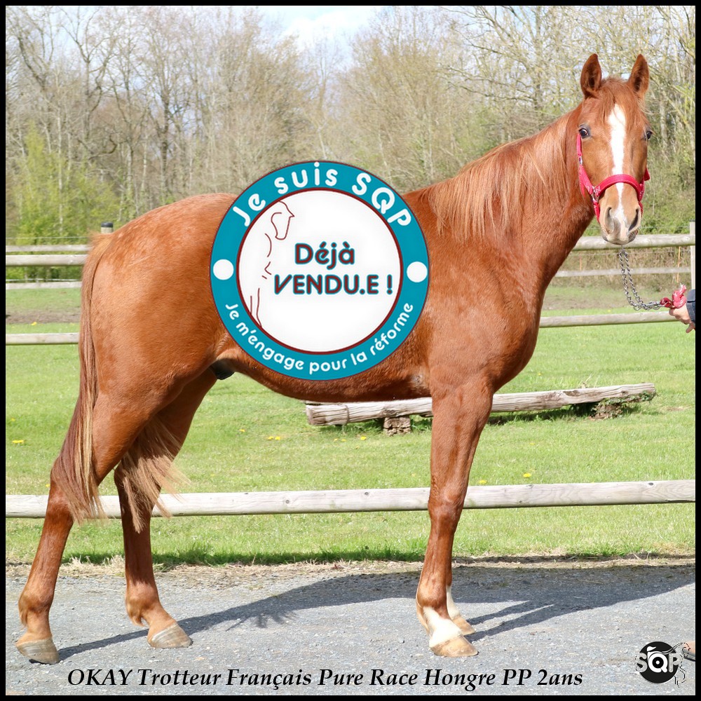 Lire la suite à propos de l’article « VENDU »OKAY Trotteur Français 2ans