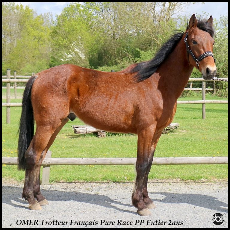 Chevaux Reformes A Donner