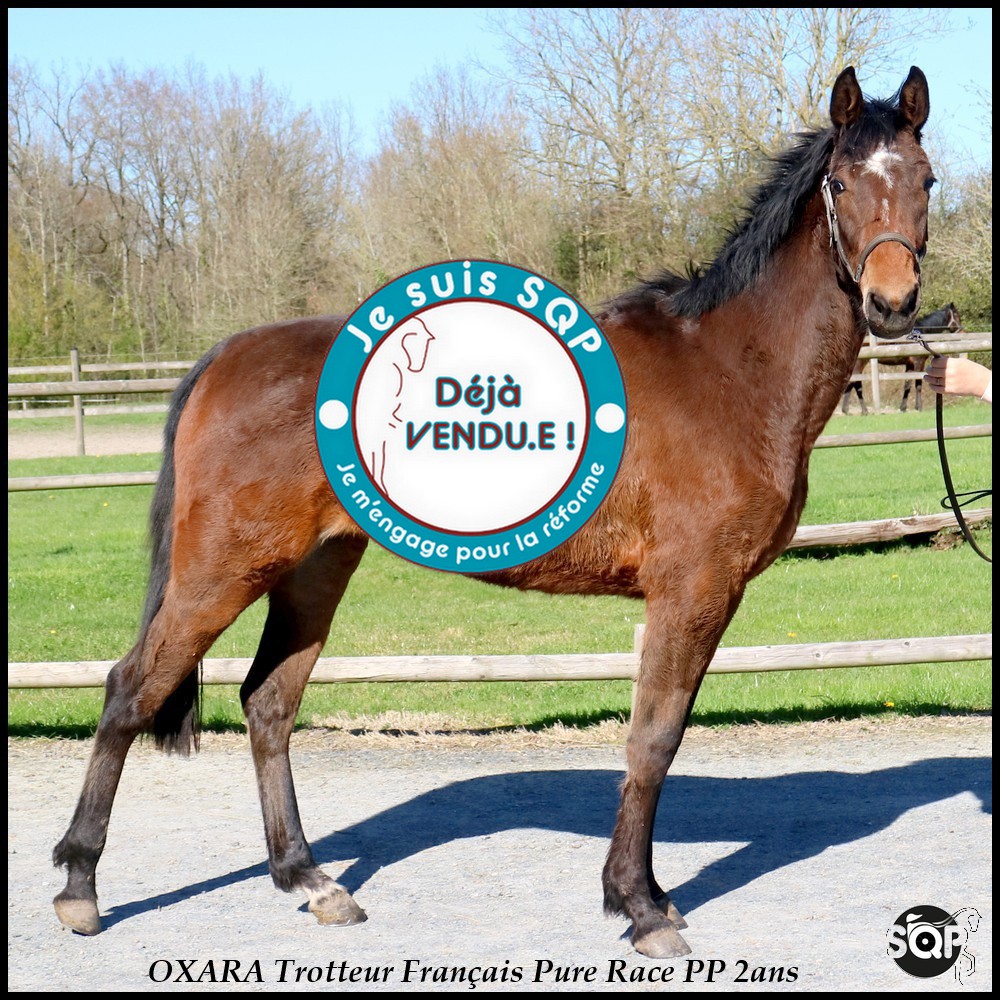 Lire la suite à propos de l’article « VENDUE »OXANA Trotteur Français 2ans