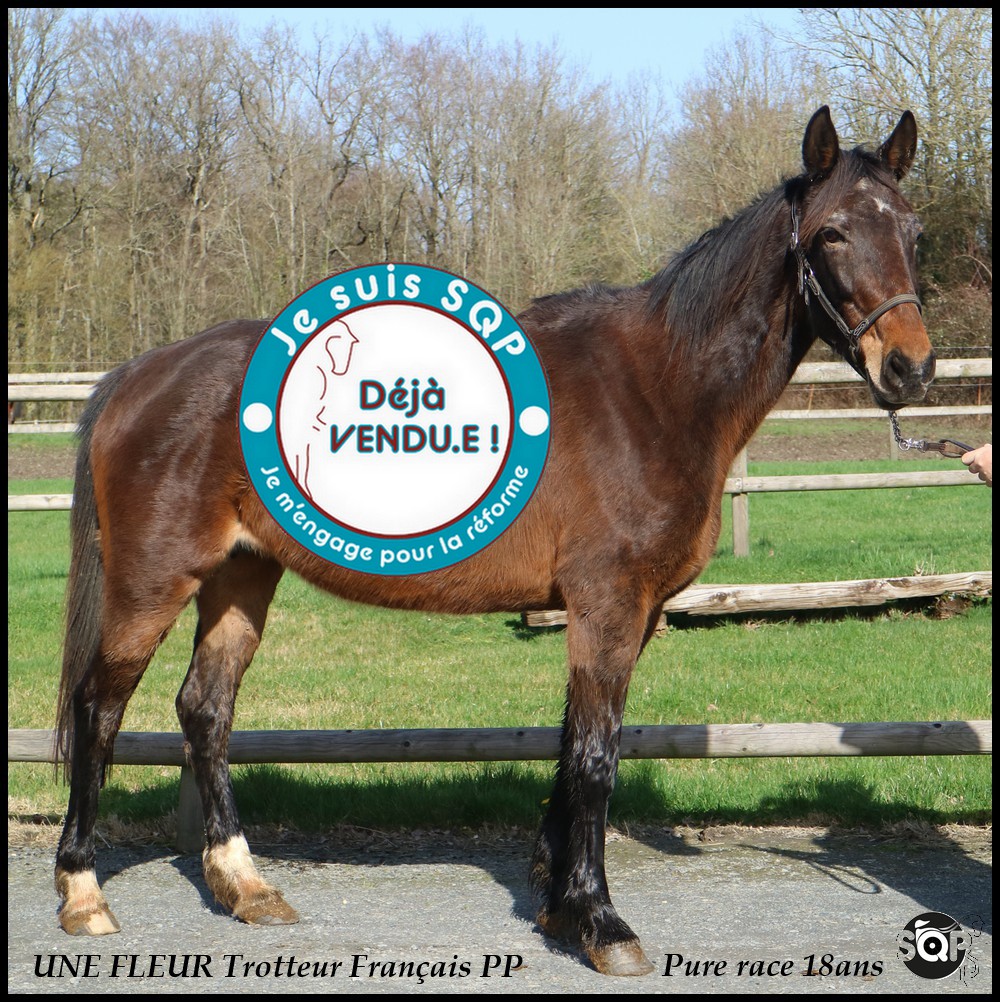 Lire la suite à propos de l’article « VENDUE »UNE FLEUR Trotteur Français 18ans