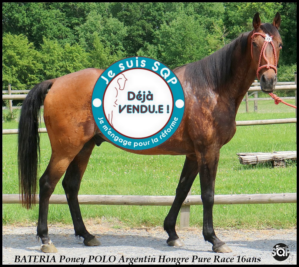Lire la suite à propos de l’article « VENDU »BATERIA POLO Argentin 16ans