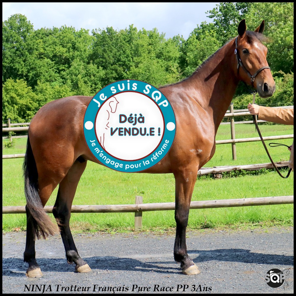 Lire la suite à propos de l’article « VENDU »NINJA Trotteur Français 3ans