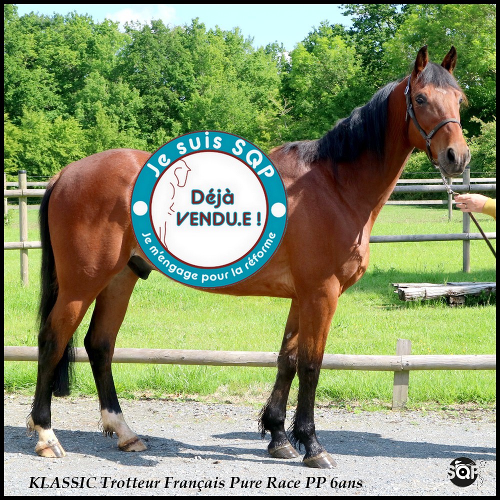 Lire la suite à propos de l’article « VENDU »KLASSIC Trotteur Français 6ans