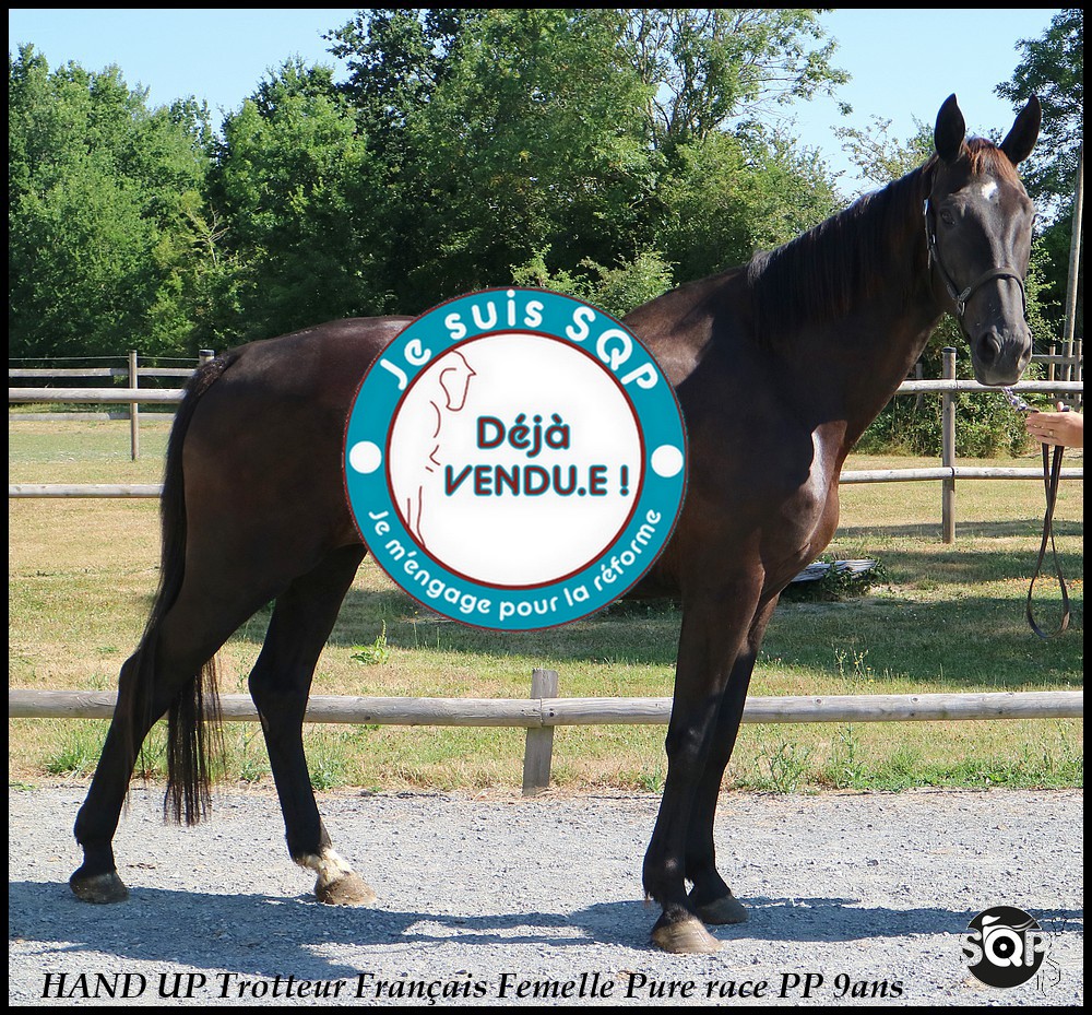 Lire la suite à propos de l’article « VENDUE »HANDS UP Trotteur Français 9ans